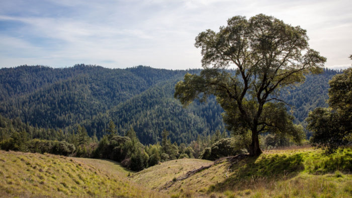 An oak tree set among rolling grasslands with a backdrop of a coast redwood and mixed conifer forest landscape