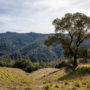 Atkins Place is a 435-acre property with a coast redwood and mixed conifer forest and grassland in Mendocino County, California. Photo by Max Forster, courtesy of Save the Redwoods League.