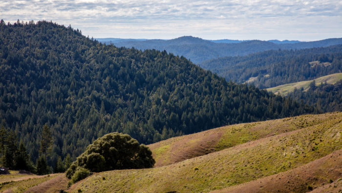 Atkins Place, a critical redwoods habitat corridor