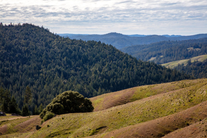 Forest landscape