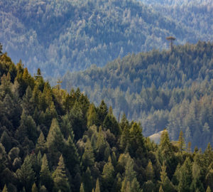 A sea of redwoods and Douglas-firs surrounds Atkins Place. Photo: Max Forster, @maxforsterphotography