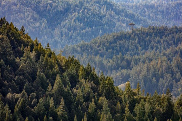 Douglas-fir landscape