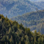 A sea of redwoods and Douglas-firs surrounds Atkins Place. Photo: Max Forster, @maxforsterphotography