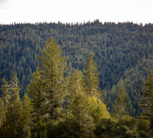 Atkins Place features 335 acres of mixed coast redwood and Douglas-fir forest. Photo: Max Forster, @maxforsterphotography