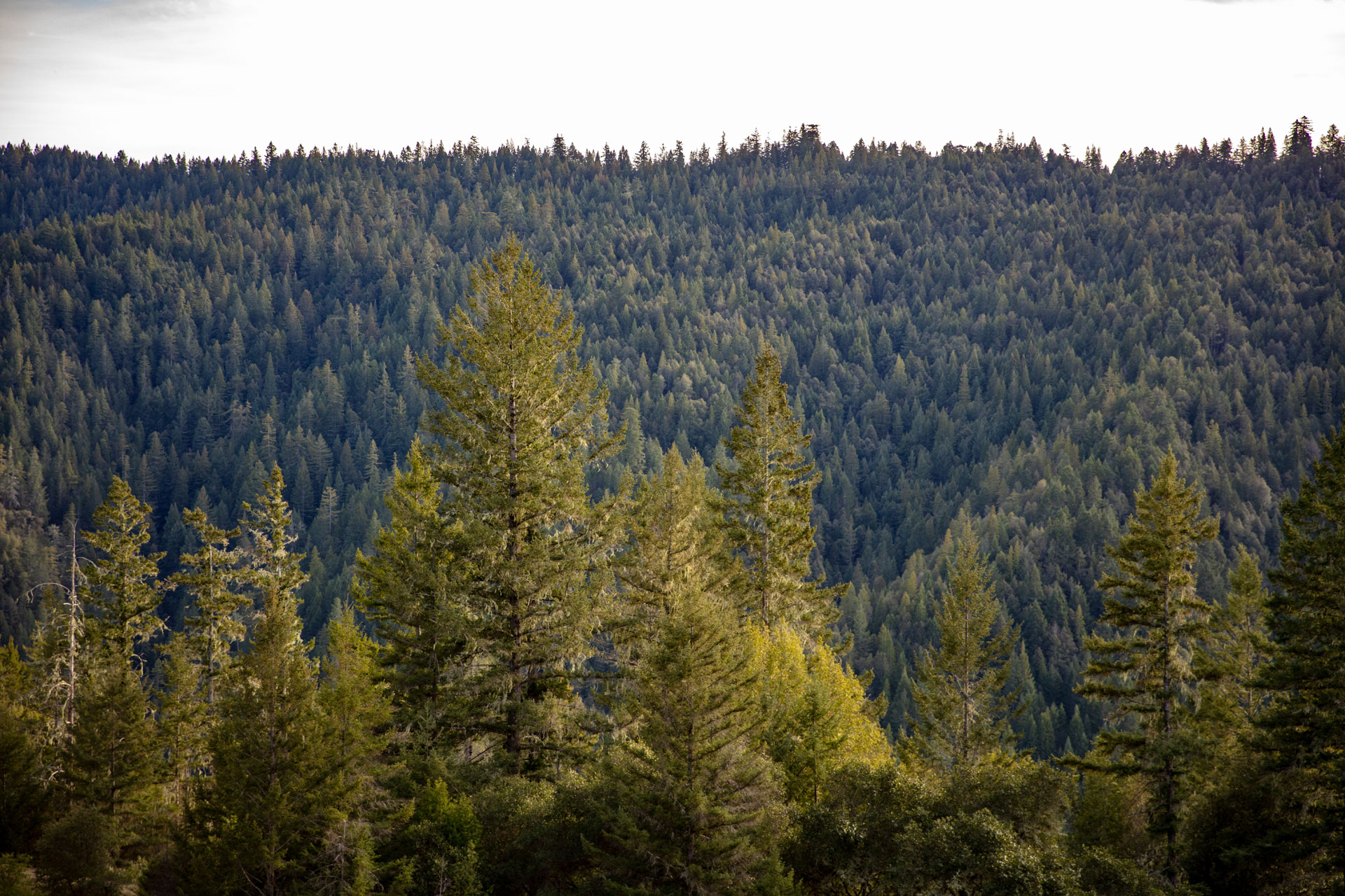 Coast redwood and Douglas-fir landscape