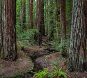 Montgomery Woods State Natural Reserve.  Photo by Max Forster @maxforsterphotography, courtesy of Save the Redwoods League.