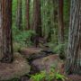 Montgomery Woods State Natural Reserve.  Photo by Max Forster @maxforsterphotography, courtesy of Save the Redwoods League.