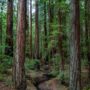 Montgomery Woods State Natural Reserve.  Photo by Max Forster @maxforsterphotography, courtesy of Save the Redwoods League.