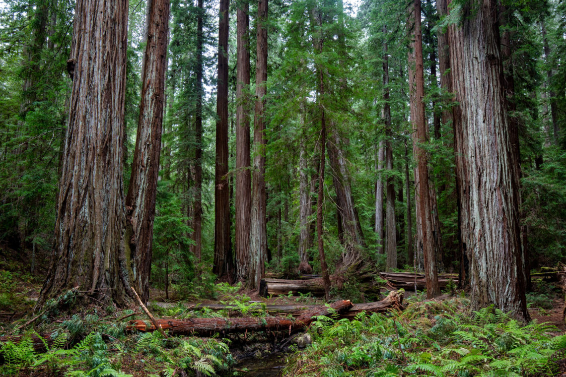 A creek running through a redwood forest