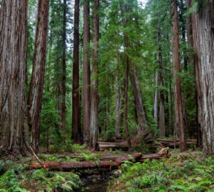 Atkins Place is adjacent to the pictured Montgomery Woods State Natural Reserve. Photo: Max Forster, @maxforsterphotography