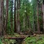 Atkins Place is adjacent to the pictured Montgomery Woods State Natural Reserve. Photo: Max Forster, @maxforsterphotography