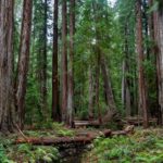 redwood forest