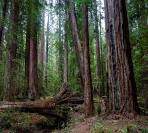 Montgomery Woods State Natural Reserve.  Photo by Max Forster @maxforsterphotography, courtesy of Save the Redwoods League.