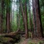 Montgomery Woods State Natural Reserve.  Photo by Max Forster @maxforsterphotography, courtesy of Save the Redwoods League.