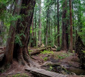 Montgomery Woods State Natural Reserve.  Photo by Max Forster @maxforsterphotography, courtesy of Save the Redwoods League.