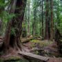 Montgomery Woods State Natural Reserve.  Photo by Max Forster @maxforsterphotography, courtesy of Save the Redwoods League.