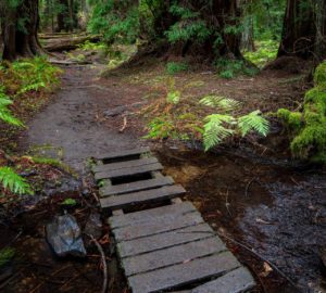 Montgomery Woods State Natural Reserve.  Photo by Max Forster @maxforsterphotography, courtesy of Save the Redwoods League.