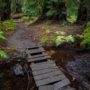 Montgomery Woods State Natural Reserve.  Photo by Max Forster @maxforsterphotography, courtesy of Save the Redwoods League.