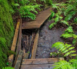 Montgomery Woods State Natural Reserve.  Photo by Max Forster @maxforsterphotography, courtesy of Save the Redwoods League.