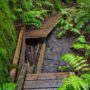 Montgomery Woods State Natural Reserve.  Photo by Max Forster @maxforsterphotography, courtesy of Save the Redwoods League.