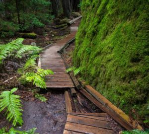 Montgomery Woods State Natural Reserve.  Photo by Max Forster @maxforsterphotography, courtesy of Save the Redwoods League.