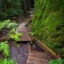 Montgomery Woods State Natural Reserve.  Photo by Max Forster @maxforsterphotography, courtesy of Save the Redwoods League.