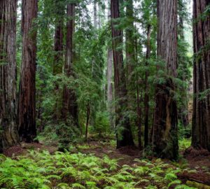 Montgomery Woods State Natural Reserve.  Photo by Max Forster @maxforsterphotography, courtesy of Save the Redwoods League.