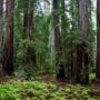 Montgomery Woods State Natural Reserve.  Photo by Max Forster @maxforsterphotography, courtesy of Save the Redwoods League.