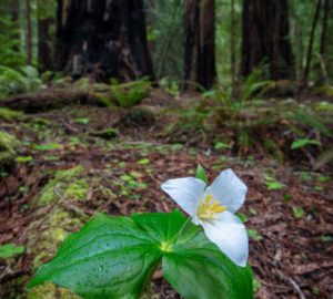 Montgomery Woods State Natural Reserve.  Photo by Max Forster @maxforsterphotography, courtesy of Save the Redwoods League.