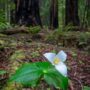 Montgomery Woods State Natural Reserve.  Photo by Max Forster @maxforsterphotography, courtesy of Save the Redwoods League.