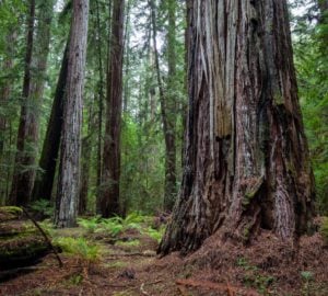 Montgomery Woods State Natural Reserve.  Photo by Max Forster @maxforsterphotography, courtesy of Save the Redwoods League.