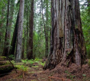 redwood forest