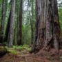 Montgomery Woods State Natural Reserve.  Photo by Max Forster @maxforsterphotography, courtesy of Save the Redwoods League.