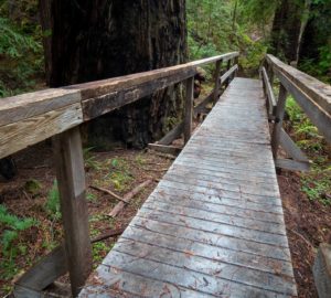 Montgomery Woods State Natural Reserve.  Photo by Max Forster @maxforsterphotography, courtesy of Save the Redwoods League.