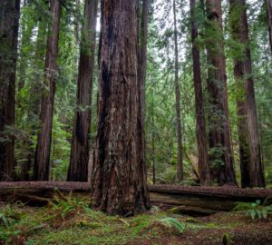 Montgomery Woods State Natural Reserve.  Photo by Max Forster @maxforsterphotography, courtesy of Save the Redwoods League.