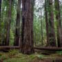 Montgomery Woods State Natural Reserve.  Photo by Max Forster @maxforsterphotography, courtesy of Save the Redwoods League.