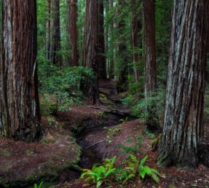 Montgomery Woods State Natural Reserve.  Photo by Max Forster @maxforsterphotography, courtesy of Save the Redwoods League.