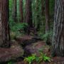 Montgomery Woods State Natural Reserve.  Photo by Max Forster @maxforsterphotography, courtesy of Save the Redwoods League.