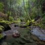 Montgomery Woods State Natural Reserve.  Photo by Max Forster @maxforsterphotography, courtesy of Save the Redwoods League.