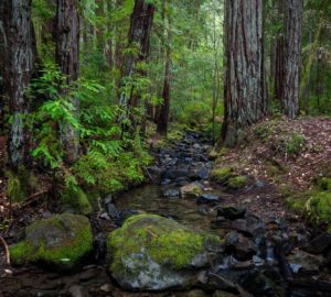 Montgomery Woods State Natural Reserve.  Photo by Max Forster @maxforsterphotography, courtesy of Save the Redwoods League.