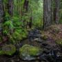 Montgomery Woods State Natural Reserve.  Photo by Max Forster @maxforsterphotography, courtesy of Save the Redwoods League.