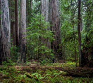 Montgomery Woods State Natural Reserve.  Photo by Max Forster @maxforsterphotography, courtesy of Save the Redwoods League.