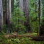 Montgomery Woods State Natural Reserve.  Photo by Max Forster @maxforsterphotography, courtesy of Save the Redwoods League.