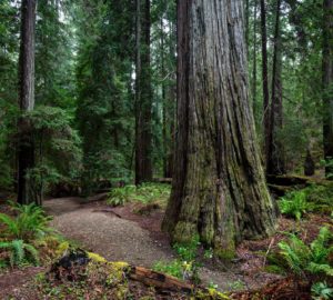 Montgomery Woods State Natural Reserve.  Photo by Max Forster @maxforsterphotography, courtesy of Save the Redwoods League.