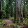 Montgomery Woods State Natural Reserve.  Photo by Max Forster @maxforsterphotography, courtesy of Save the Redwoods League.