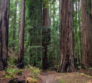 Montgomery Woods State Natural Reserve.  Photo by Max Forster @maxforsterphotography, courtesy of Save the Redwoods League.