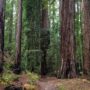 Montgomery Woods State Natural Reserve.  Photo by Max Forster @maxforsterphotography, courtesy of Save the Redwoods League.