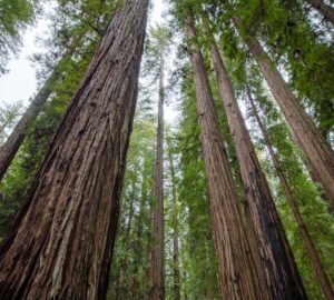 Montgomery Woods State Natural Reserve.  Photo by Max Forster @maxforsterphotography, courtesy of Save the Redwoods League.