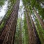 Montgomery Woods State Natural Reserve.  Photo by Max Forster @maxforsterphotography, courtesy of Save the Redwoods League.