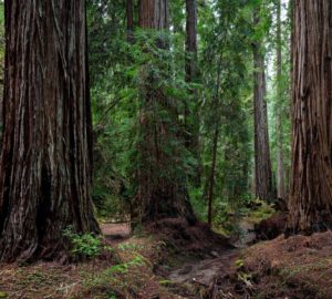 Montgomery Woods State Natural Reserve.  Photo by Max Forster @maxforsterphotography, courtesy of Save the Redwoods League.